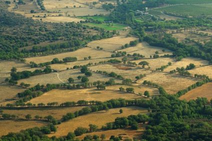 Biodiversité : ils veulent planter 750 000 kilomètres de haie pour faire renaître les bocages