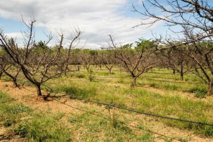 L’impact du climat sur les rendements et revenus agricoles