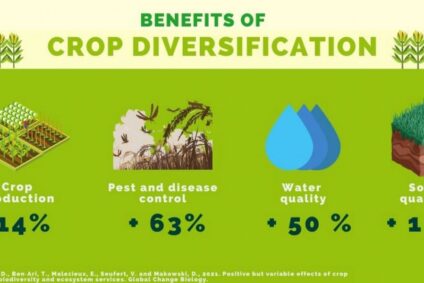 Diversifier les cultures booste la production, la biodiversité et les services écosystémiques